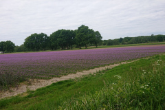 IMG_20250517_105328