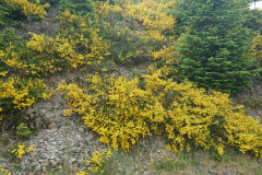 IMG_20250602_145611